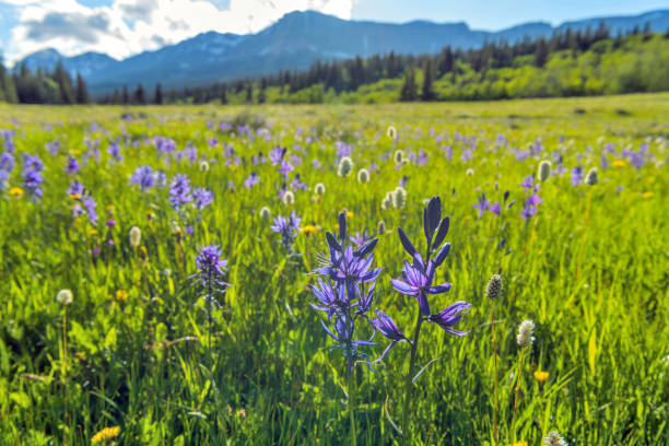 Spring Valley - Field of Blue Camas wildflowers blooming in a mountain meadow at Cut Bank Valley on a sunny and calm Spring Evening, Glacier National Park. stock photo