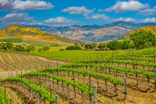 Spring vineyard in the Santa Ynez Valley Santa Barbara, CA stock photo