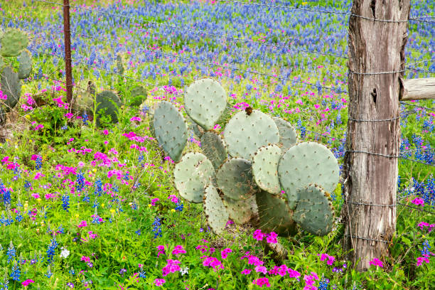 Spring Wildflowers in Texas Hill Country stock photo
