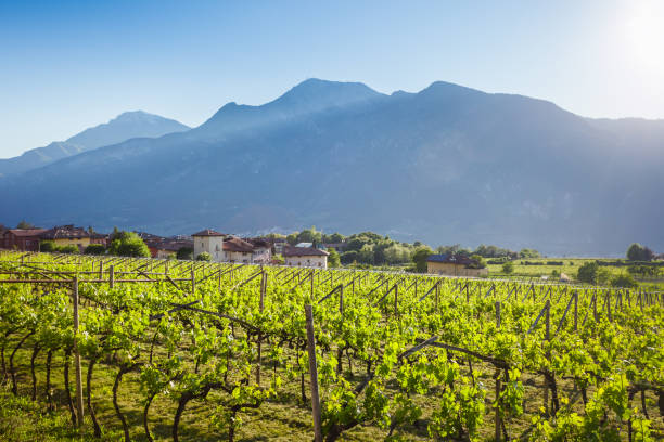 Spring wineyard in Als, Trentino-Alto Adige region, italy stock photo