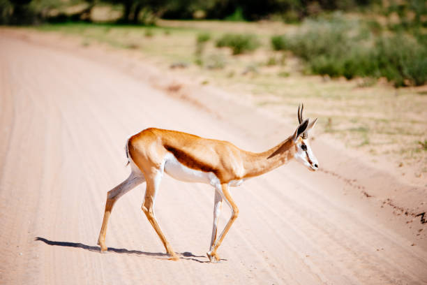 Springbok crosses the road stock photo