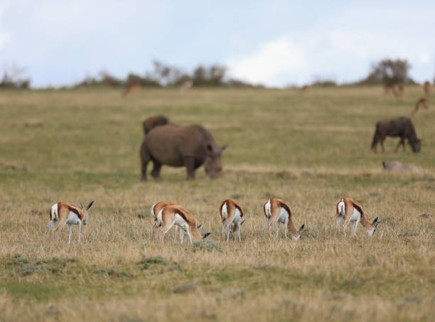 A springbok grazing with a white rhino and blue wildebeest in the fore and back ground stock photo