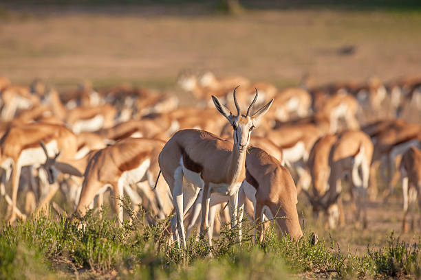 Springbok standing out from the herd stock photo