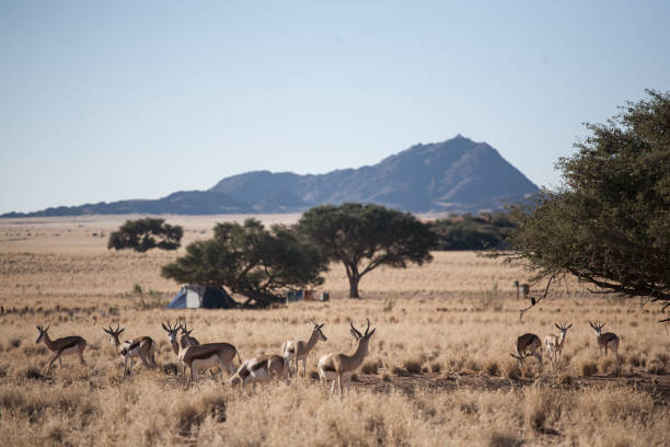 Springboks grazing in the field with a campsite in the background stock photo