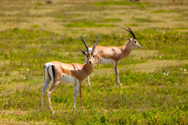 Springboks Springboks  in Serengeti National Park, Tanzania. antelope stock pictures, royalty-free photos & images