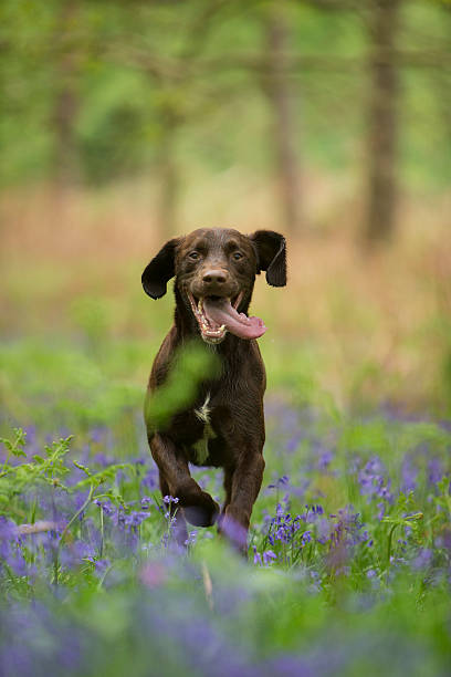 Springer - Canis lupus familiaris stock photo