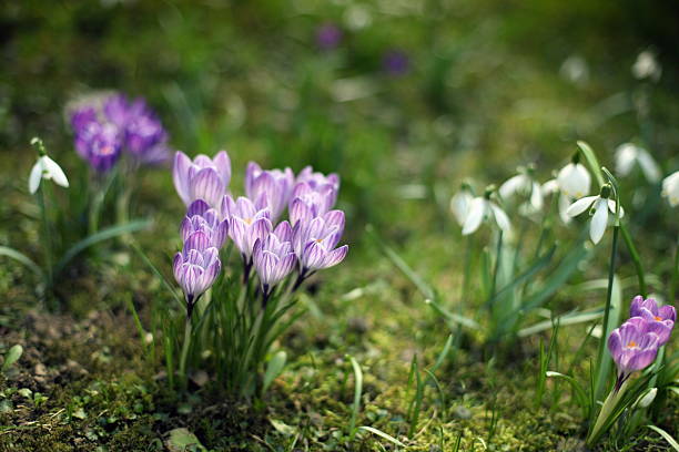 Springtime Flowers stock photo