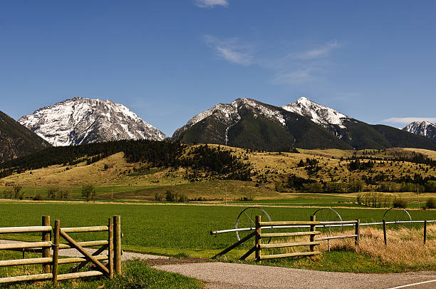 Springtime in Montana Beautiful view of a piece of a ranch with snowy mountains as a backdrop on a spring day cattle grid stock pictures, royalty-free photos & images