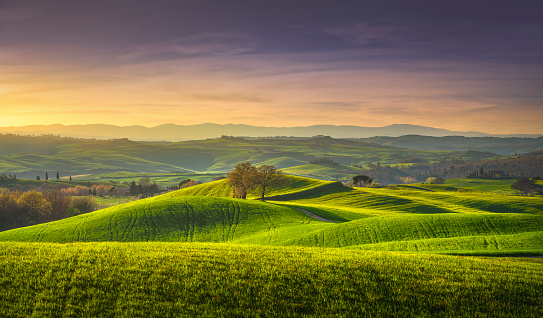 Springtime in Tuscany, rolling hills, wheat and trees at sunset. Pienza, Italy Europe.