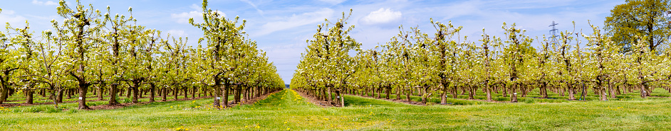 Springtime in the orchard with old apple trees in a meadow and cows in the distant background. Wide panoramic landscape image