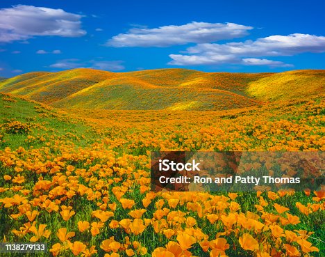 istock Springtime poppy super bloom at Antelope Valley CA 1138279133