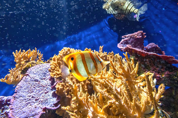 рыба-бабочка copperband - great barrier reef стоковые фото и изображения