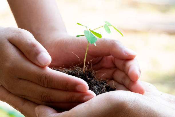 Sprout Plant and Soil Holding in Hands. Tree Growing and Prevent by Human. Environment and Ecology Concept stock photo