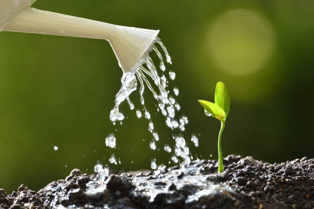 Sprout watered from a watering can on nature background stock photo