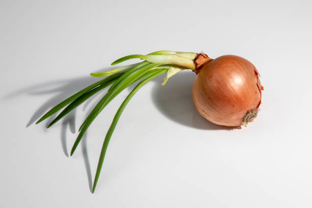Sprouted growing onion on white background stock photo