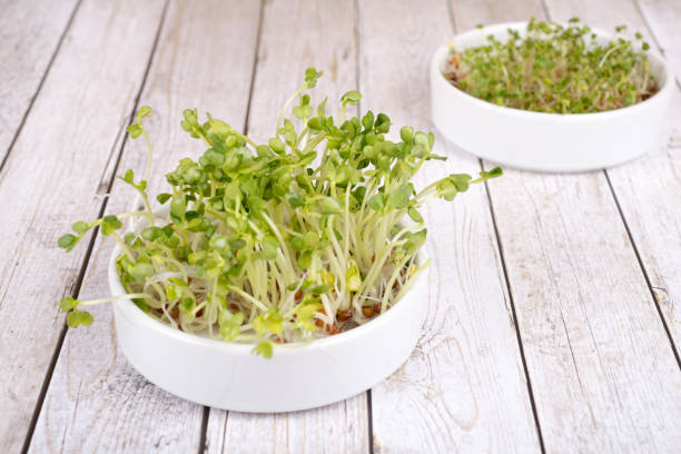 Sprouts, seedlings for healthy nutrition - radish, cress stock photo