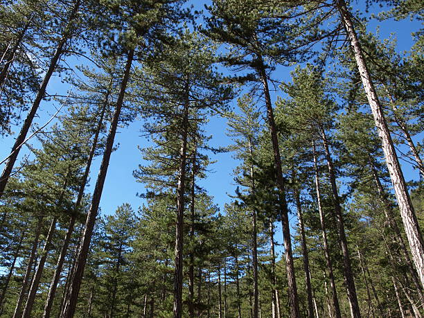 spruce las z pines z przodu z błękitnego nieba - digne zdjęcia i obrazy z banku zdjęć
