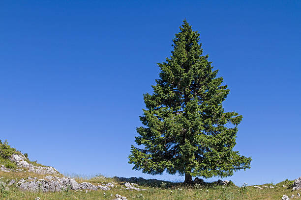 spruce in mountains stock photo