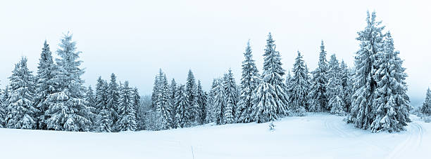 świerk las objętych śniegu w zimie krajobraz - blizzard zdjęcia i obrazy z banku zdjęć