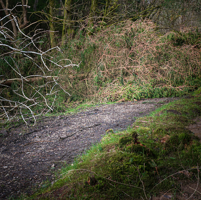 A square image of a fallen conifer tree obstructing a forestry footpath in Lancashire, England