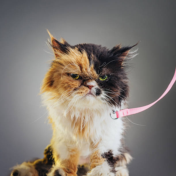 square portrait of a persian cat with pink leash. - cat leash bildbanksfoton och bilder