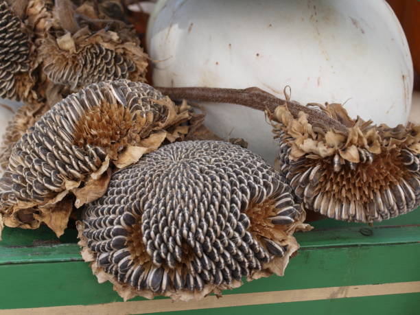 Squash and Sunflower Seed Pods on a Wagon stock photo