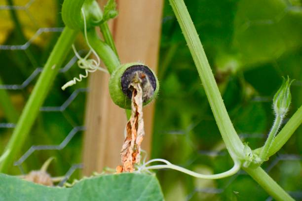 A Squash with Blossom End Rot stock photo