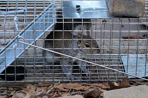 A closeup of an Eastern Gray Squirrel caught on a live trap for relocation and pest control