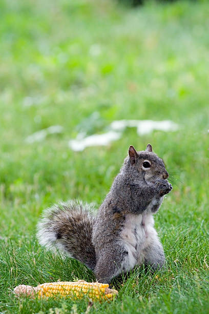 Squirrel Eating Corn stock photo