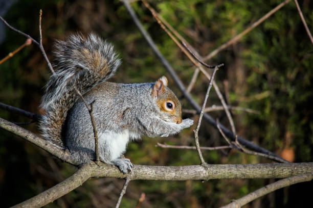 Squirrel eating  on tree close up stock photo