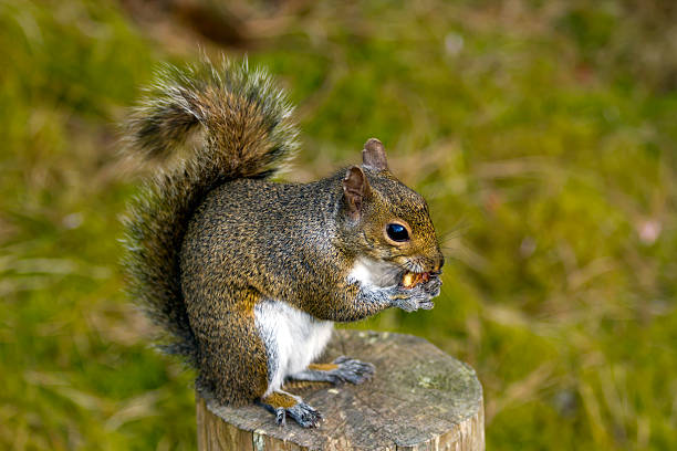 Squirrel eating (selective focus) stock photo