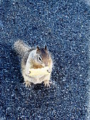 A squirrel eating a potato chip in a parking lot