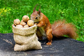 Squirrel eats nuts in the park. A bag with walnuts - a gift for a squirrel.