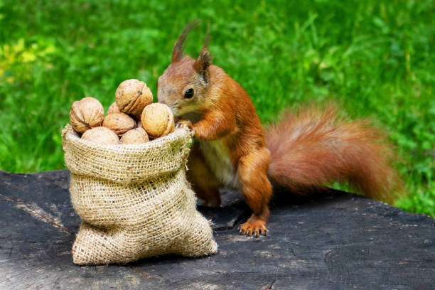 12,321 Happy Squirrel Stock Photos, Pictures &amp; Royalty-Free Images - iStock