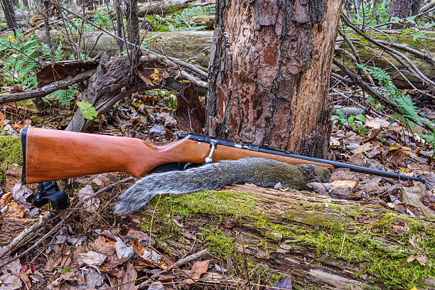 Squirrel Hunting Squirrel hunting in the Appalachian Mountains. dead squirrel stock pictures, royalty-free photos & images