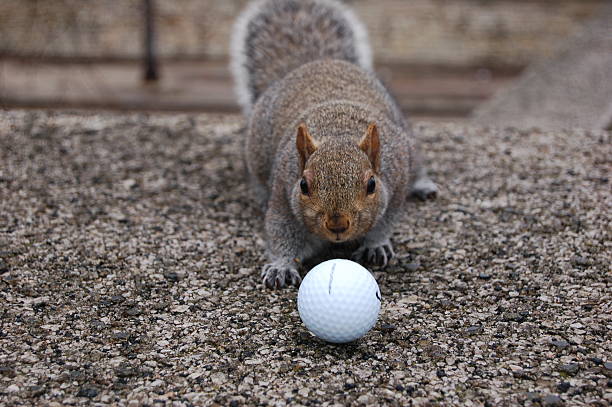 Squirrel Meets Golf Ball stock photo
