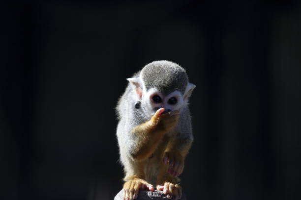 Squirrel monkey I am watching you. laughing monkey stock pictures, royalty-free photos & images