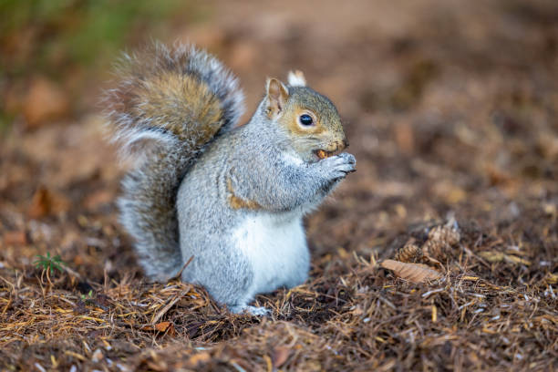 Squirrel nibbling a small peanut stock photo