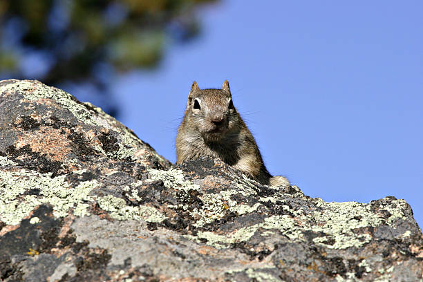 Squirrel On A Rock Against a Blue Sky stock photo