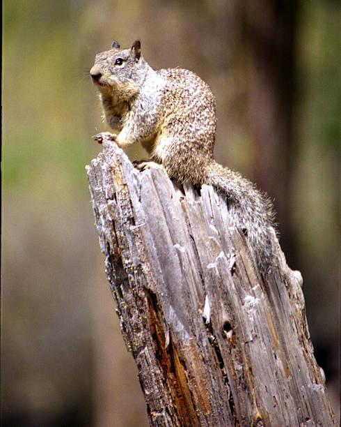 Squirrel on a Stump stock photo