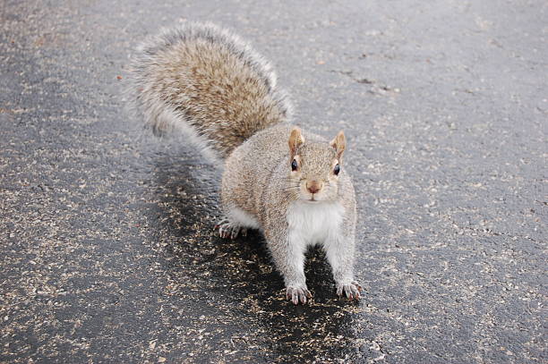 Squirrel on city pavement stock photo