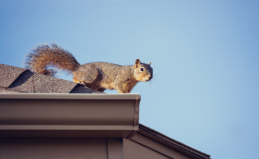 Photo of squirrel on roof. 