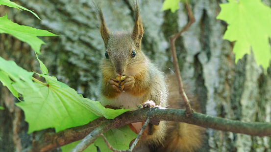 Close up one squirrel in green grass landscape