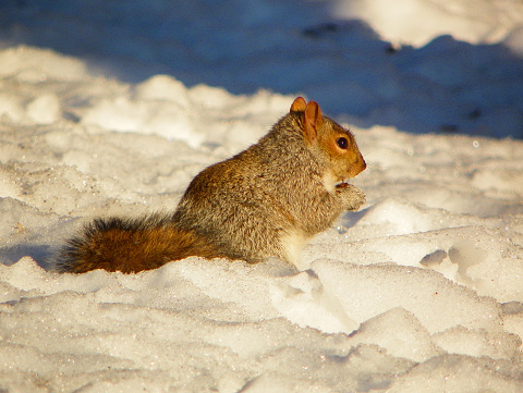 Squirrel eating at Central Park, NY