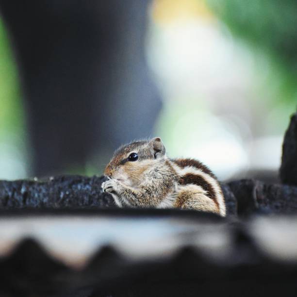 Squirrel stock photo