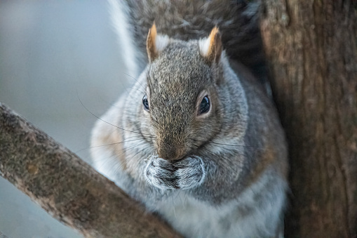 A quirky squirrel appeared disappointed after not finding food in the human yard decorations it was sifting through. In Christopher Creek, Arizona.