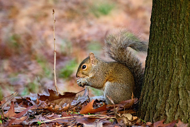 Squirrel Squirrel eating acorn in winter. dead squirrel stock pictures, royalty-free photos & images