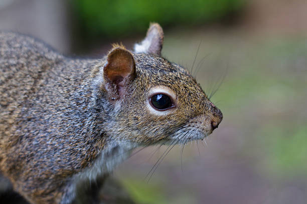 Squirrel Portrait stock photo
