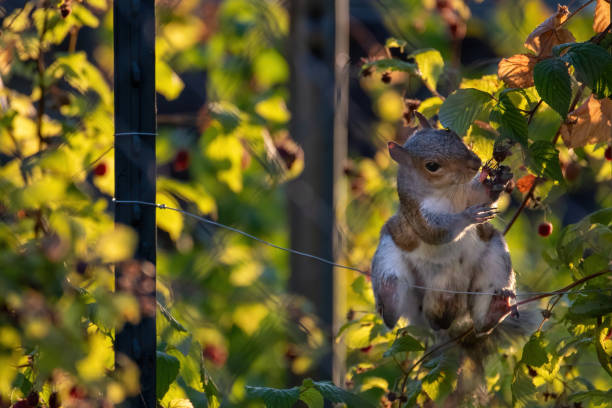 Squirrel stealing berries Rascal squirrel stealing farmer's raspberries in the middle of summer evening michelle tresemer stock pictures, royalty-free photos & images