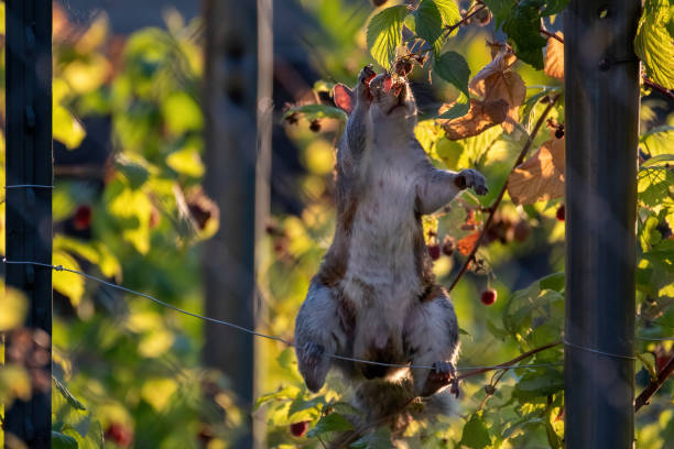 Squirrel stealing berries Rascal squirrel stealing farmer's raspberries in the middle of summer evening michelle tresemer stock pictures, royalty-free photos & images